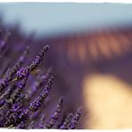 Provence, lavande sur le plateau de Valensole