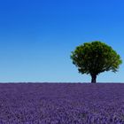 Provence - Lavendel