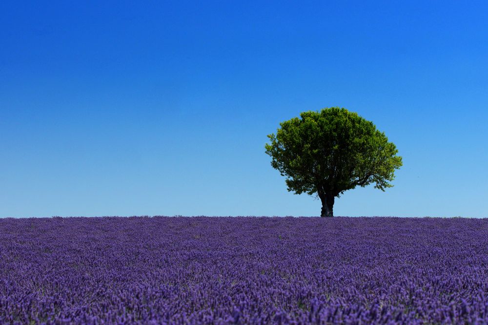 Provence - Lavendel