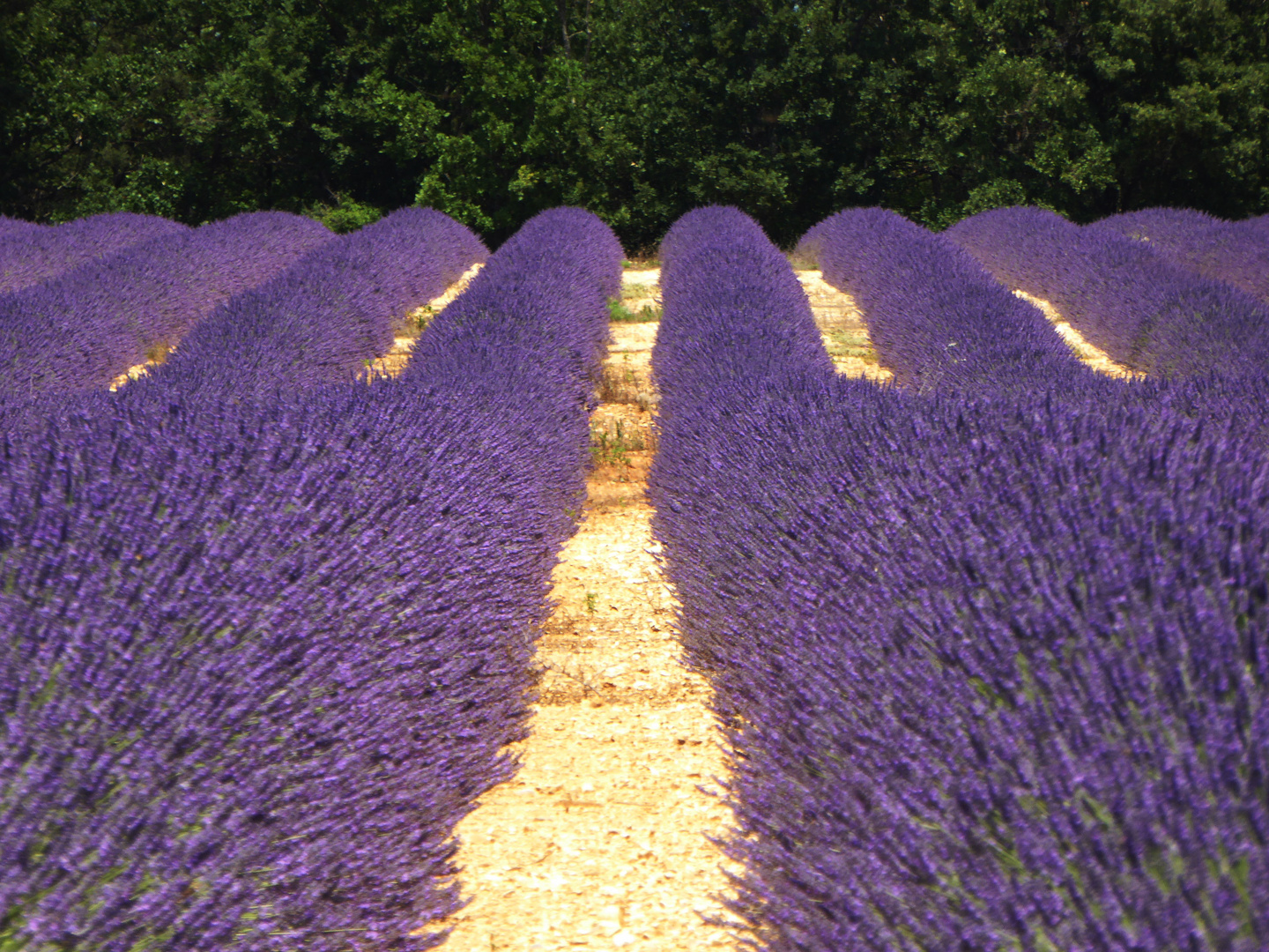 Provence: Lavendel greift um sich