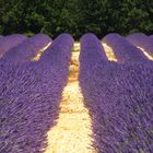 Provence: Lavendel greift um sich