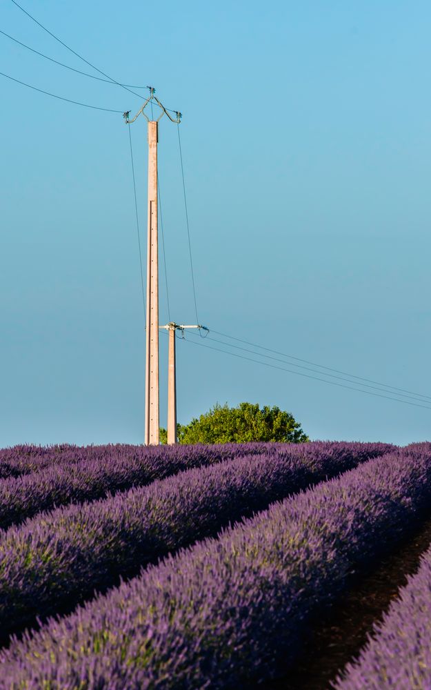 Provence? - Lavendel! - (IIIa)