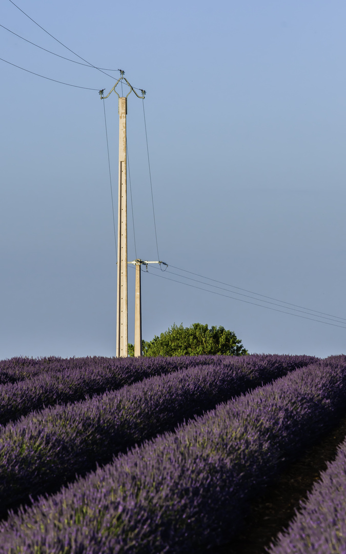 Provence? - Lavendel! - (IIIa)