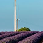 Provence? - Lavendel! - (IIIa)