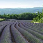 Provence – Lavendelblüte (1)