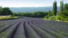 Provence – Lavendelblüte (1)