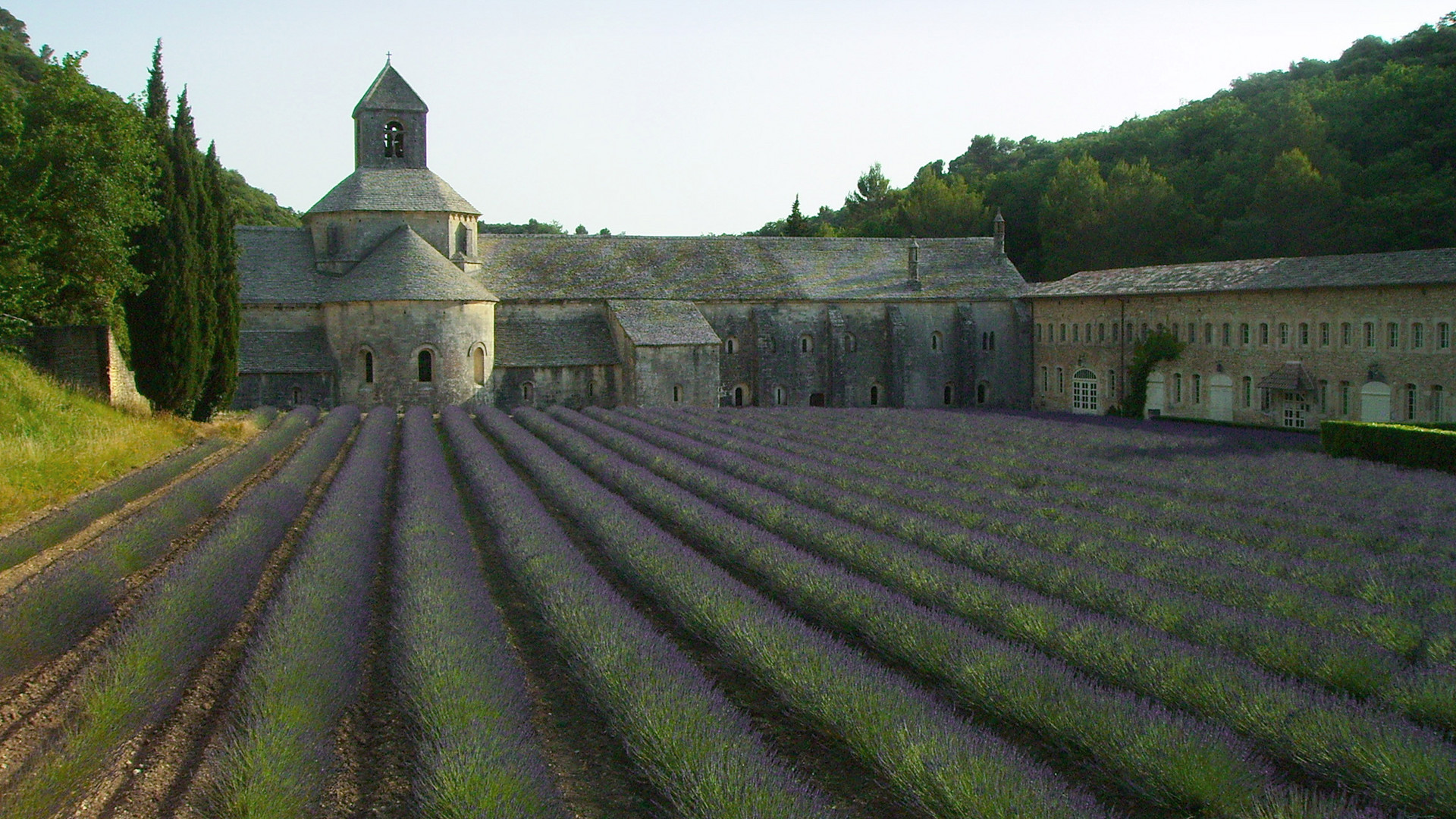Provence – Lavendelblüte (2)