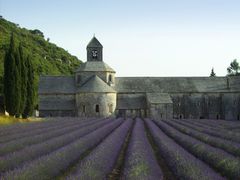 Provence – Lavendelblüte (3)