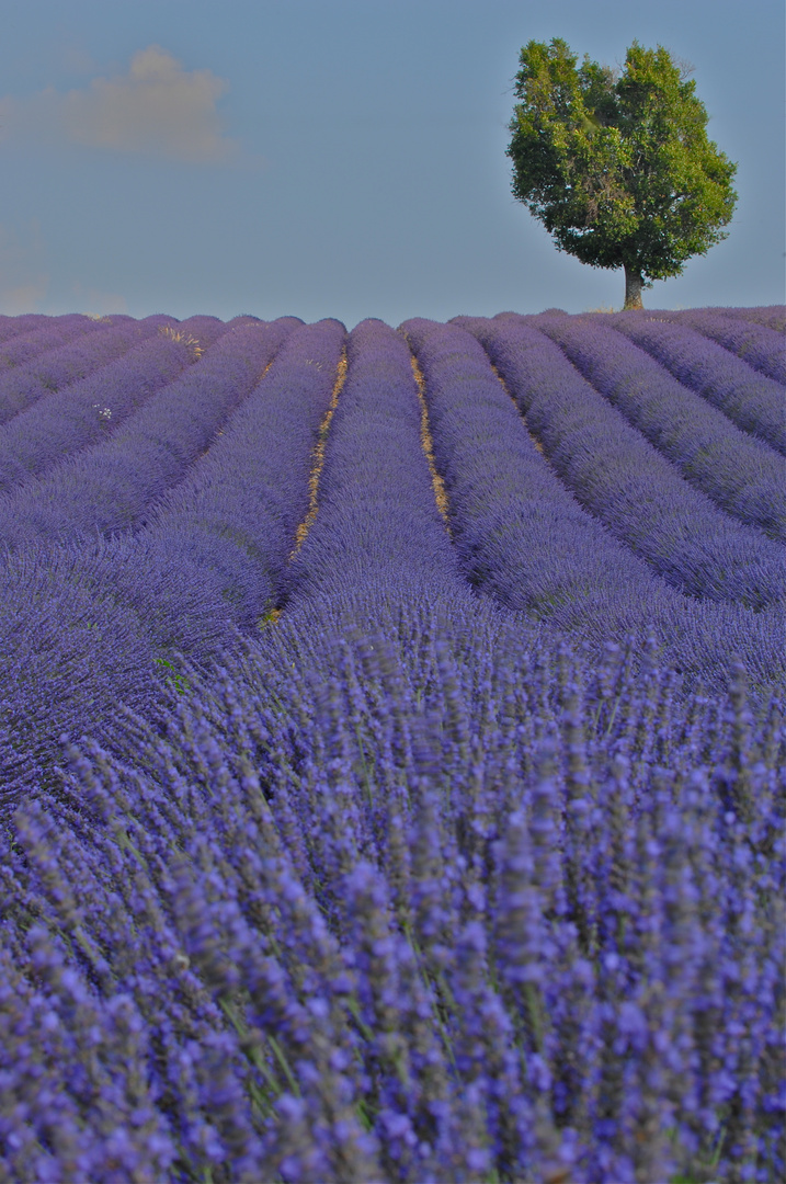 Provence - Lavendelfeld bei Valensole