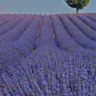 Provence - Lavendelfeld bei Valensole