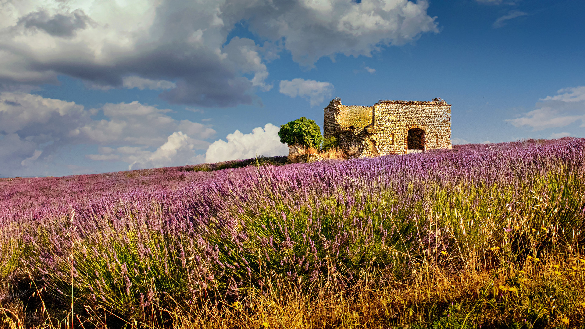 Provence Lavendelfelder 