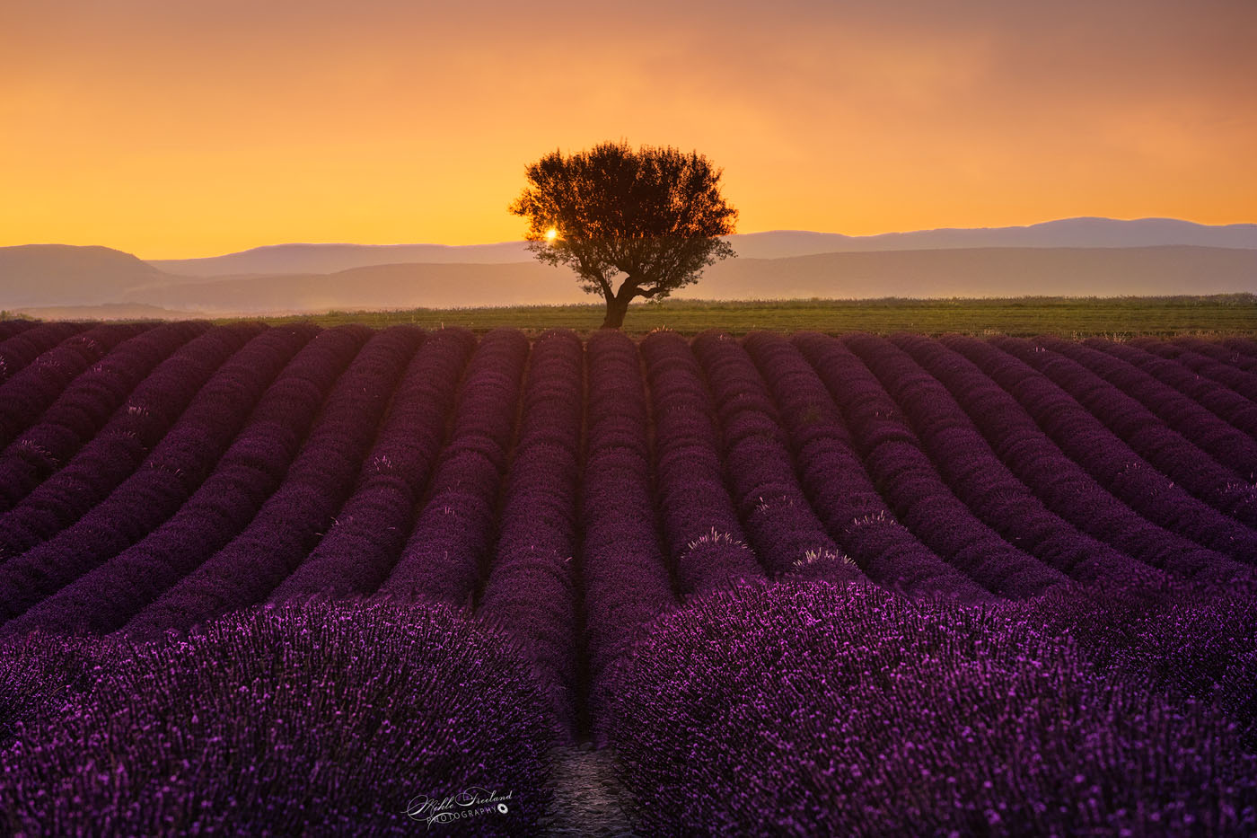 Provence Lavender Sunset... One Tree 