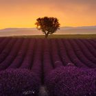 Provence Lavender Sunset... One Tree 