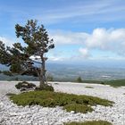 Provence - Mont Ventoux