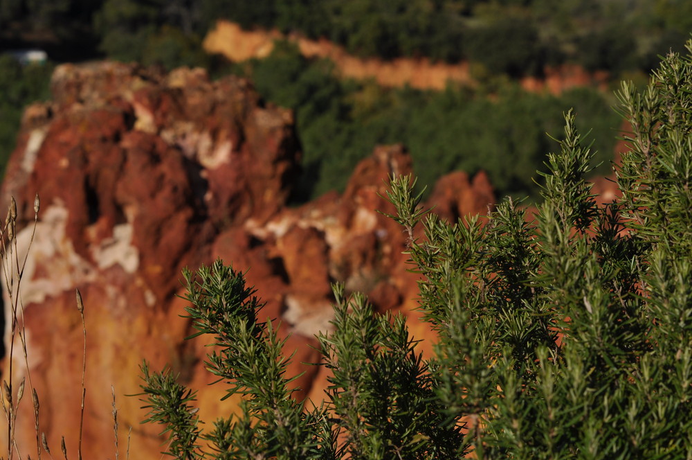 Provence Rosmarin an Ockerfels