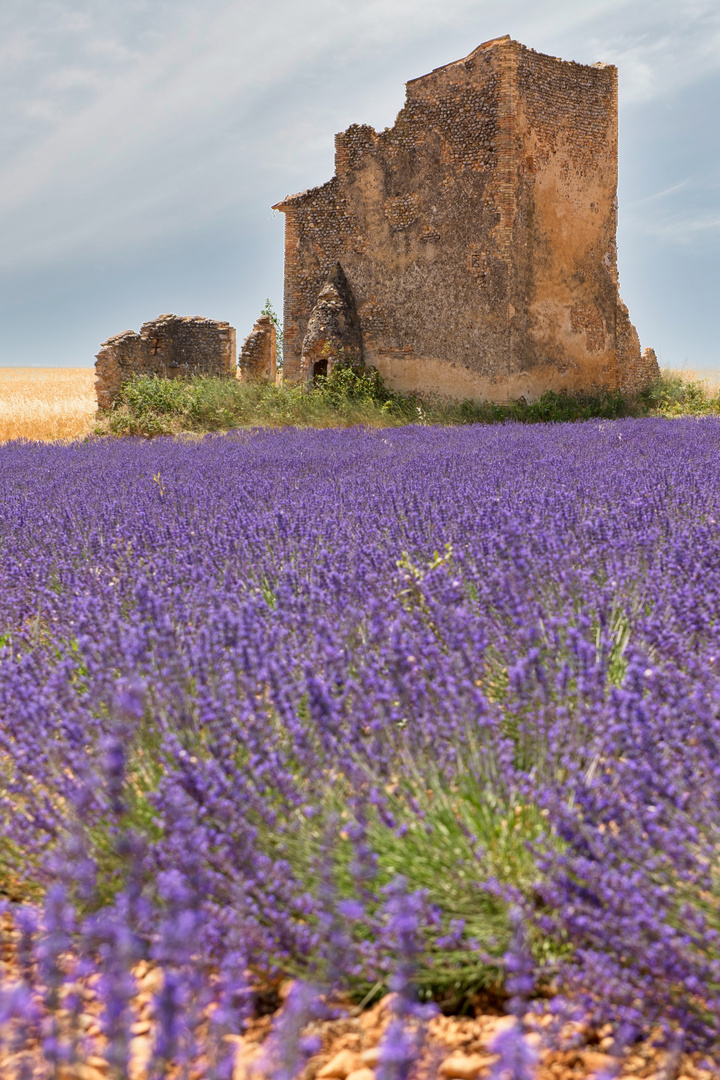 Provence Valensole