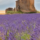 Provence Valensole