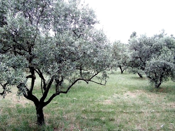 Provence Verte