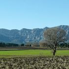 Provence verte sous Sainte Victoire