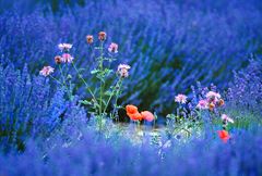 Provence_04