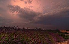 Provence_im_Juni_2019-5492