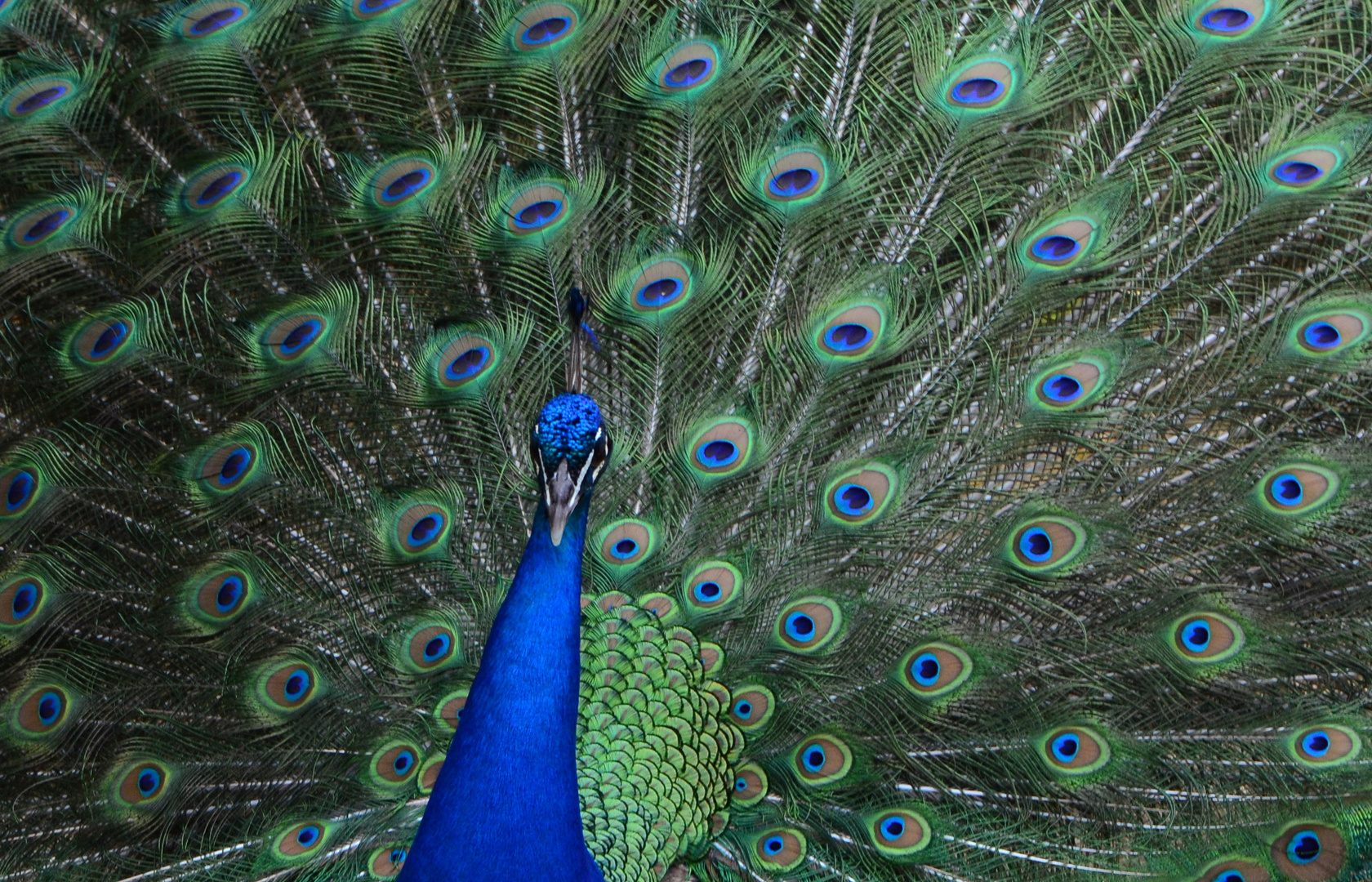 Provence_Pfau