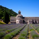 Provenza / 3 abbazia di Senanque