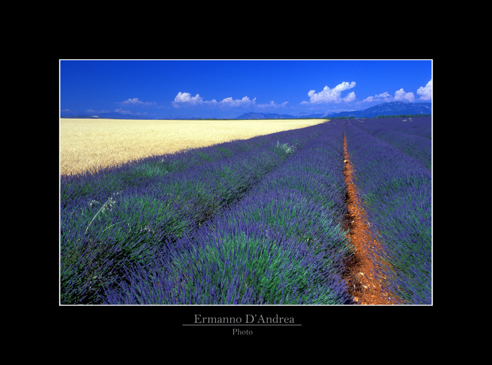 Provenza " Lavanda "