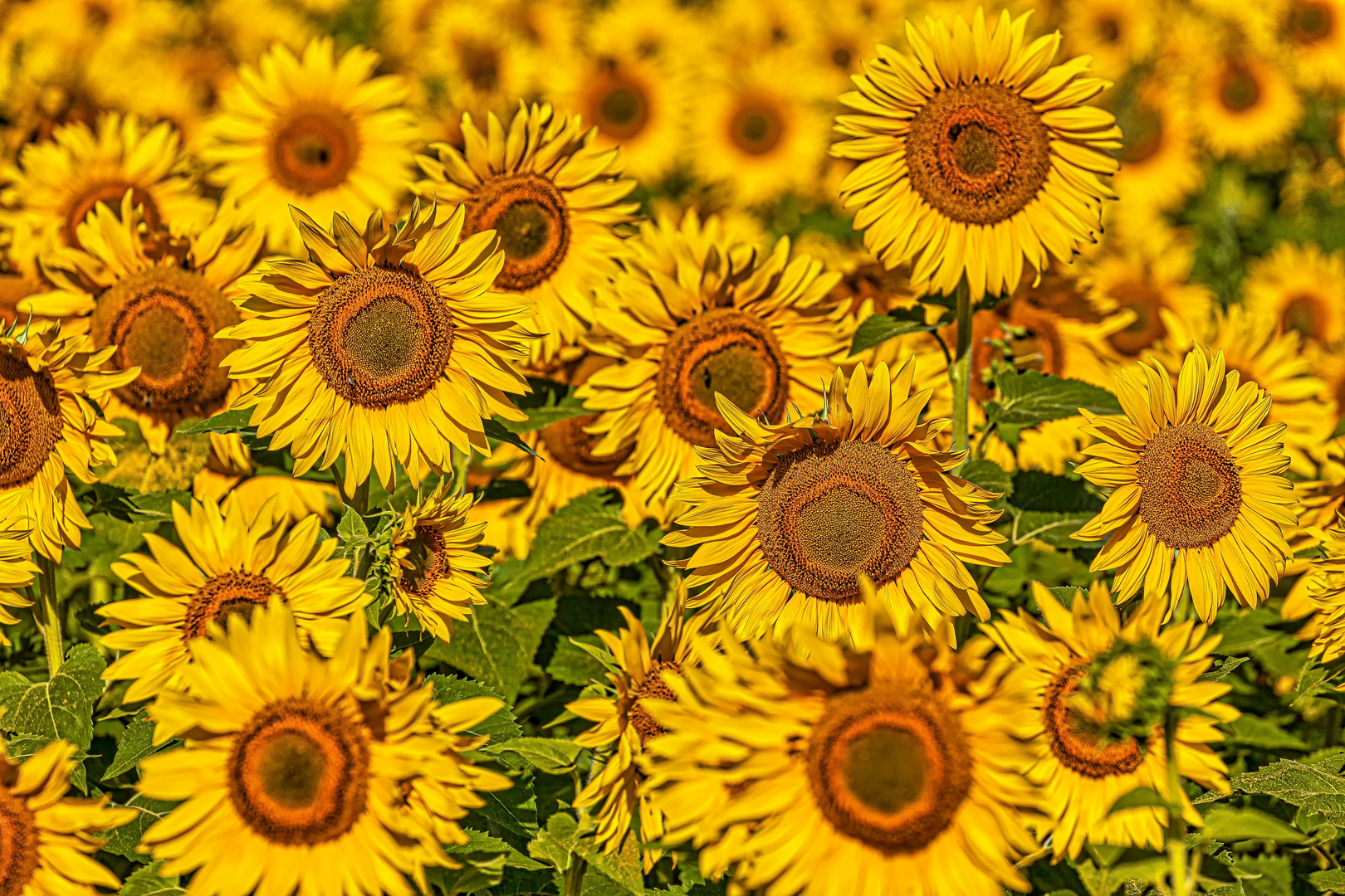 Provenzalische Sonnenblumen