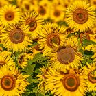 Provenzalische Sonnenblumen