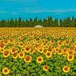 Provenzalisches Sonnenblumenfeld