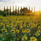 Provincia di Siena # 005