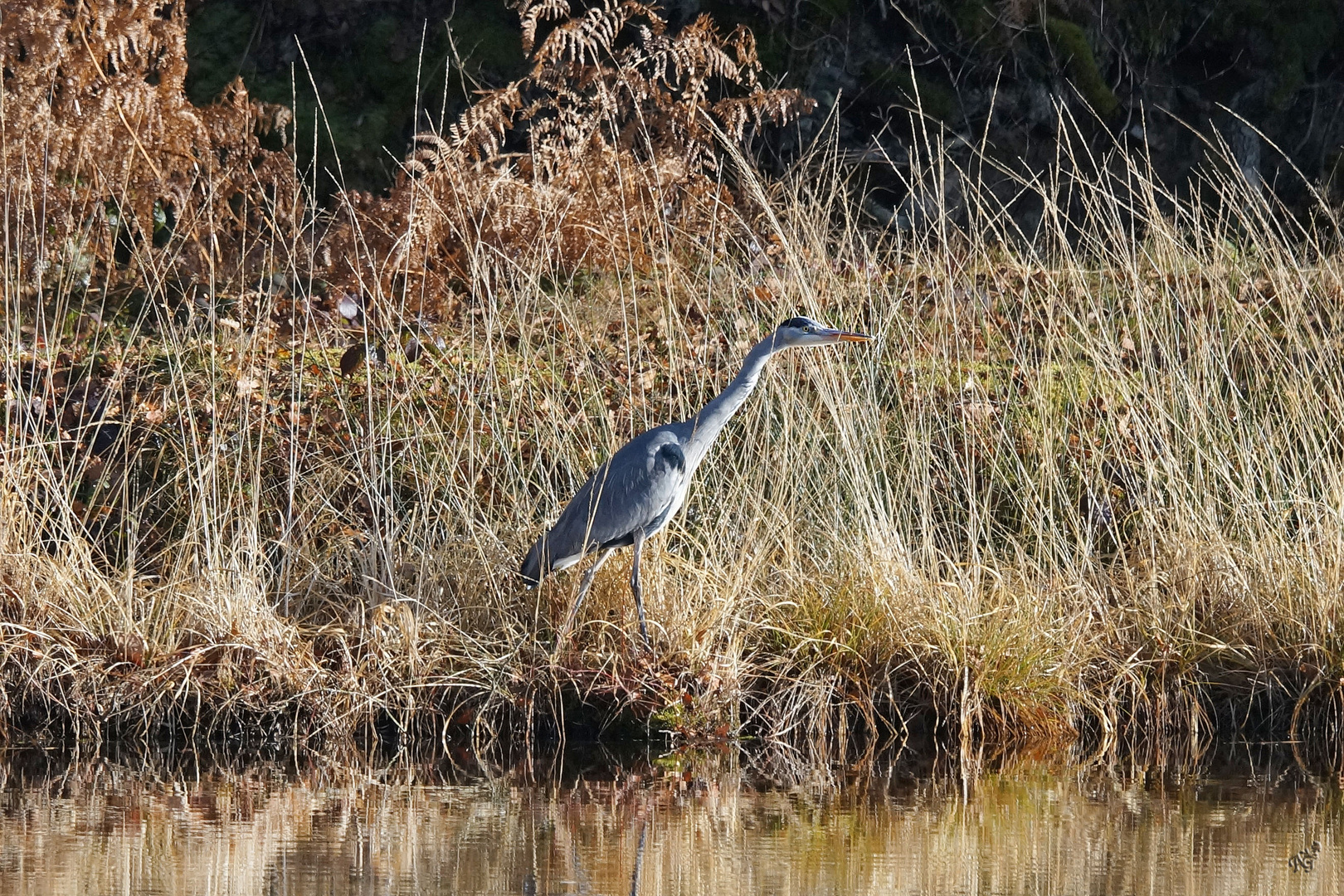 Prêt à pêcher ....