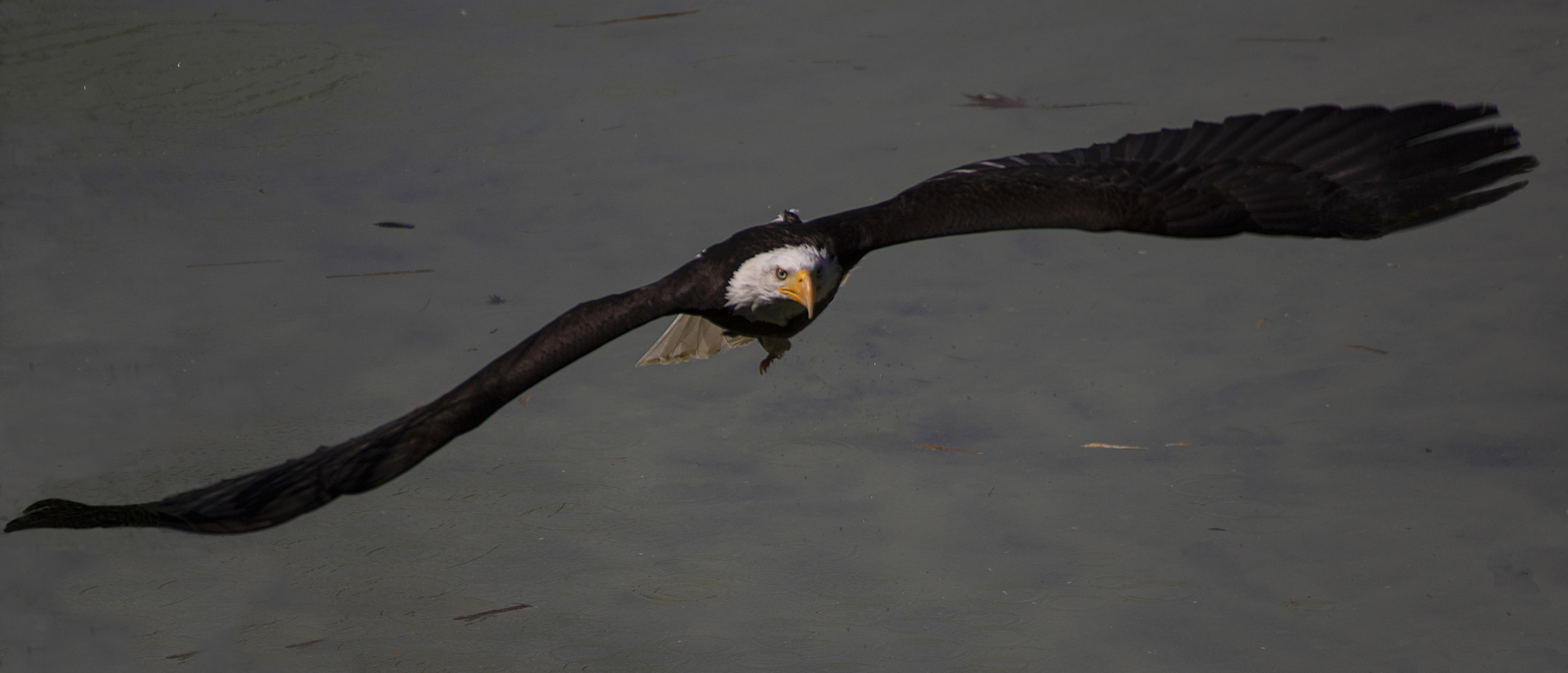 Prêt à pêcher (Haliaeetus leucocephalus, pygargue à tête blanche)