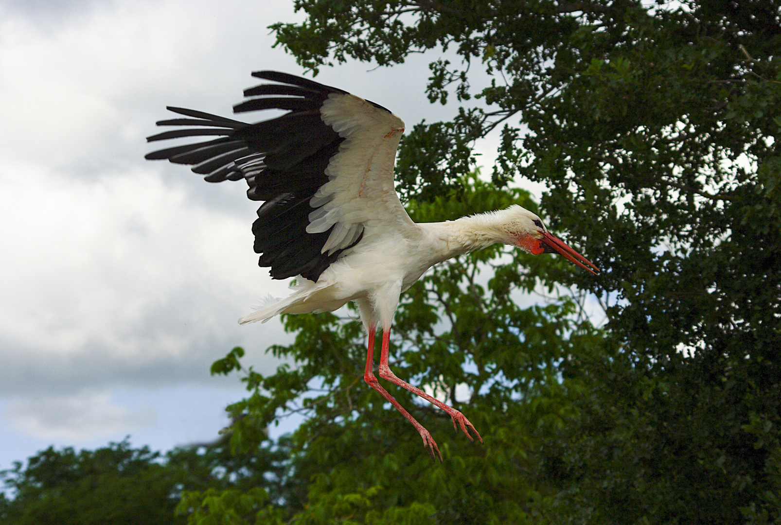 Prête à se poser ( Ciconia ciconia, cigogne blanche)