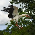 Prête à se poser ( Ciconia ciconia, cigogne blanche)