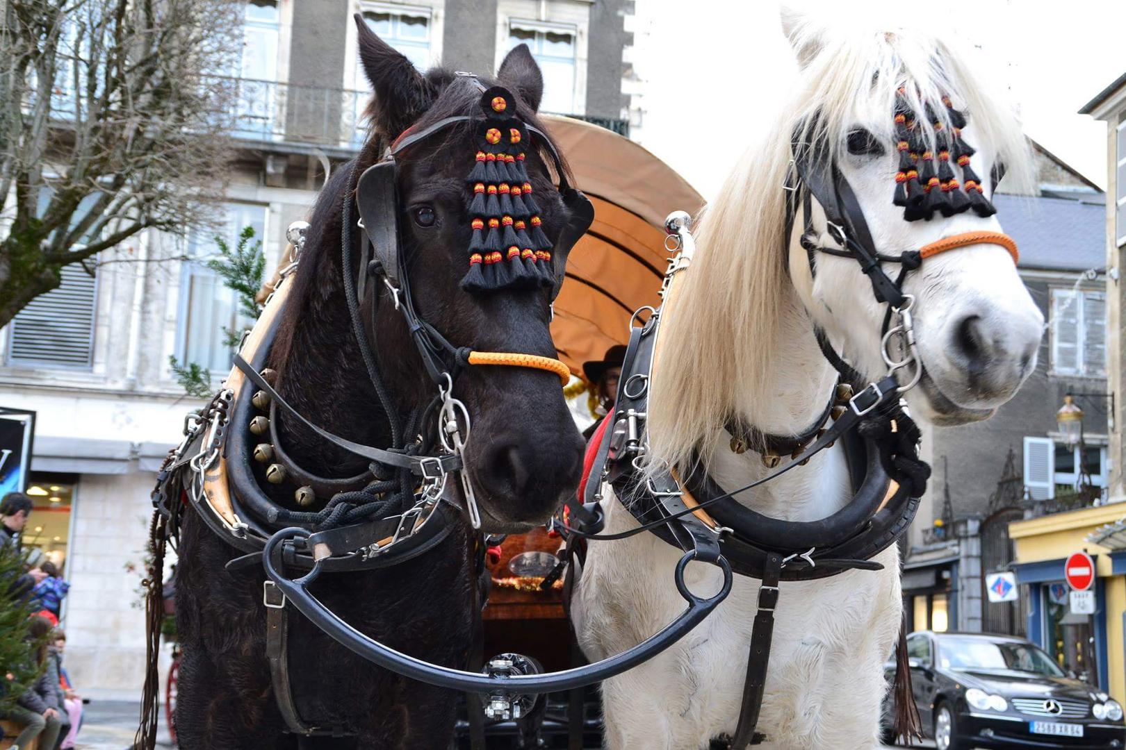 Prêts pour la parade.