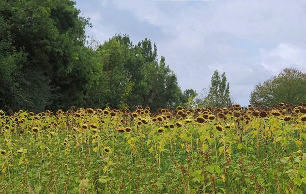 Prêts pour la récolte