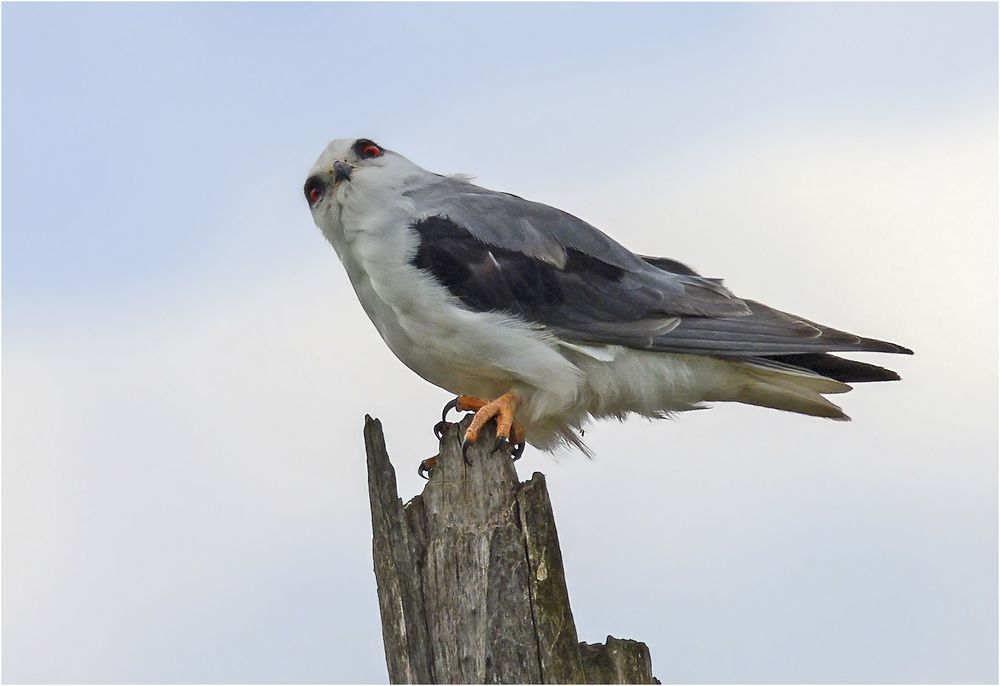 Prüfender Blick