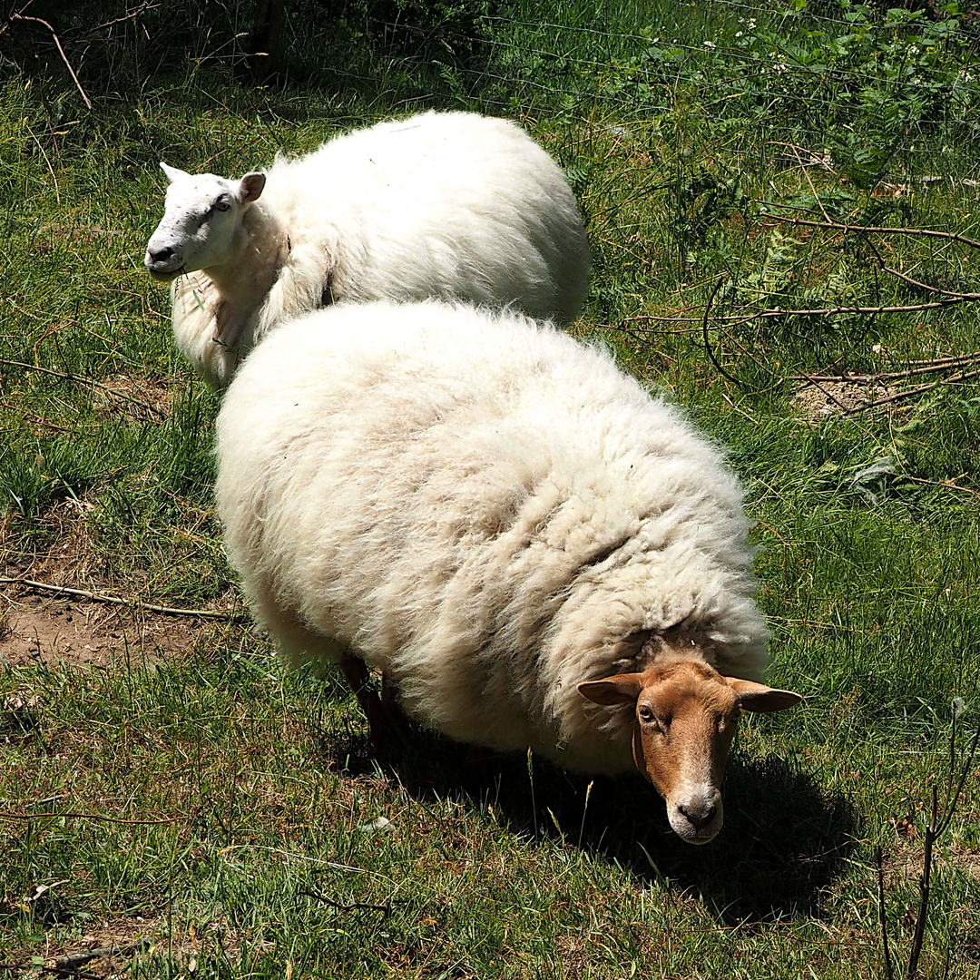 Prüfender Blick 