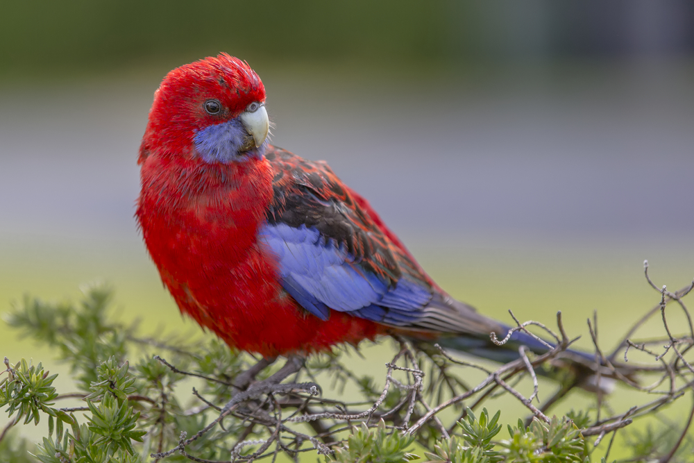 Prüfender Crimson