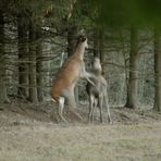 Prügelndes Alttier am Spätnachmittag