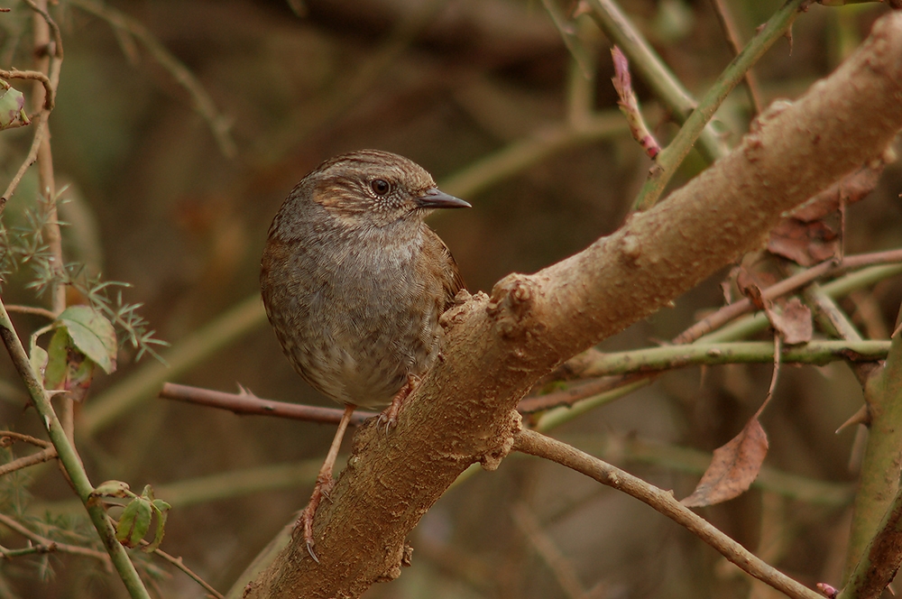 Prunella Modularis