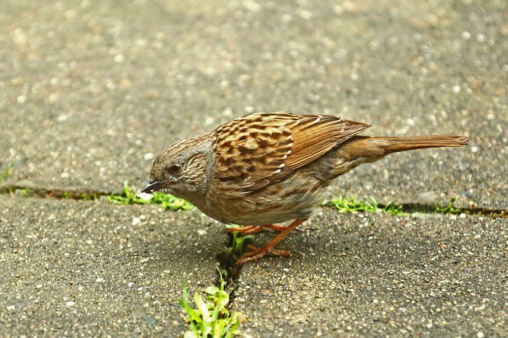 Prunella modularis