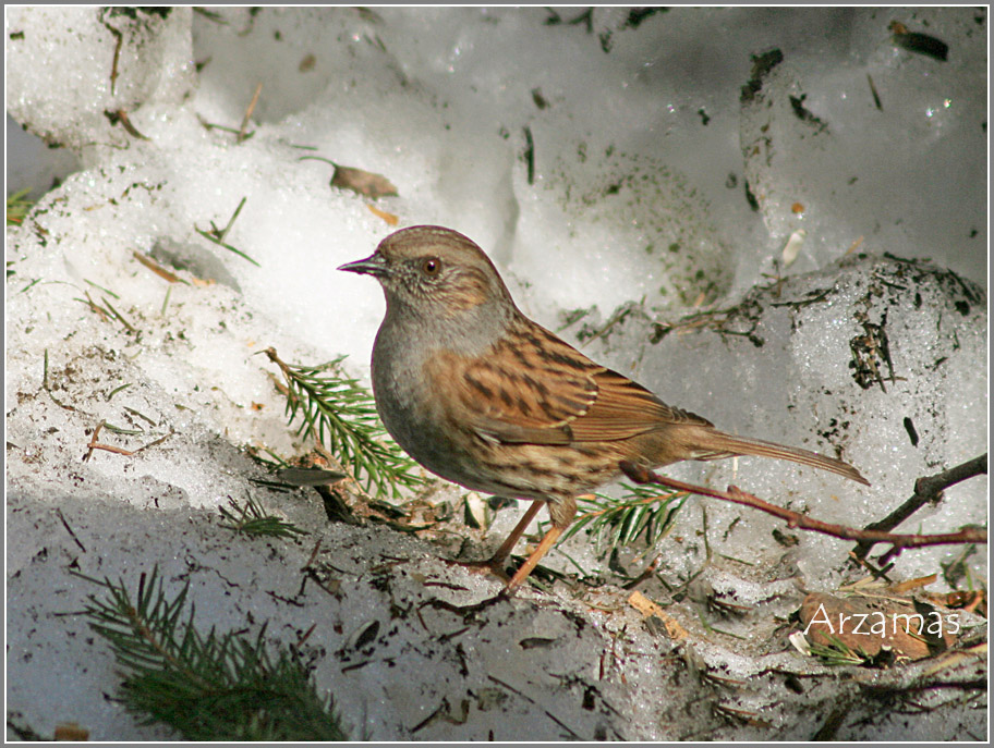 Prunella Modularis