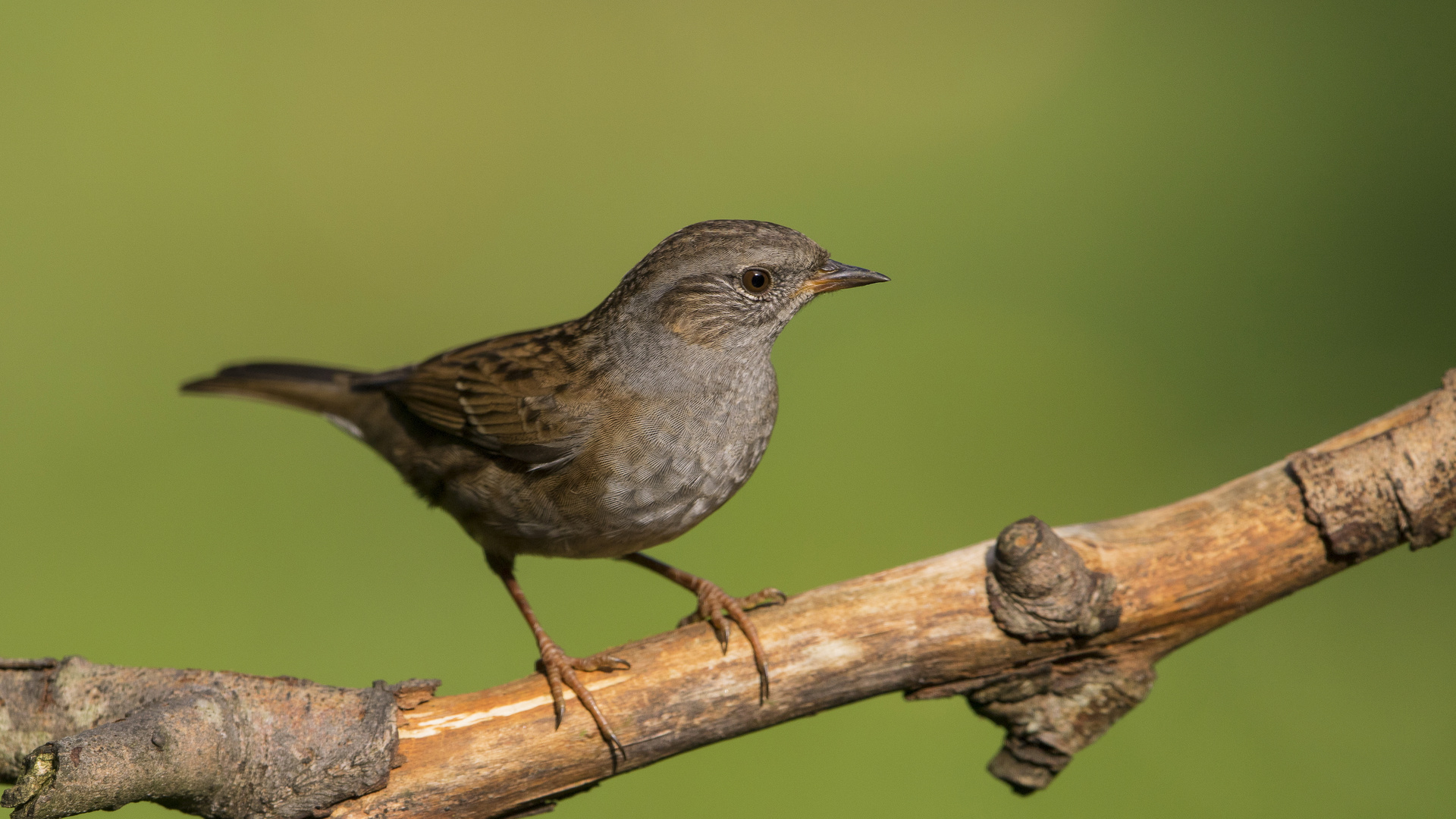 Prunella modularis - Die Heckenbraunelle