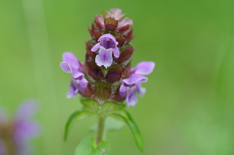 Prunella vulgaris