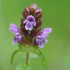 Prunella vulgaris