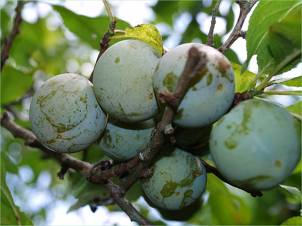 Prunes Reine Claude à maturité - Reife « Reine Claude » Pflaumen