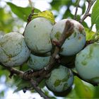 Prunes Reine Claude à maturité - Reife « Reine Claude » Pflaumen